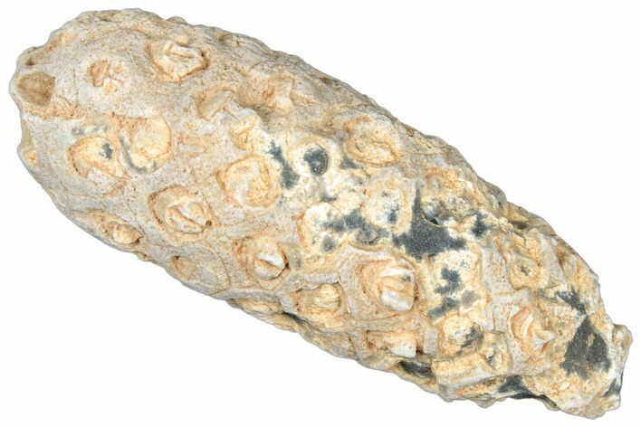 Fossil Cycadophyte Seed Cone - Boujdour, Morocco #325259